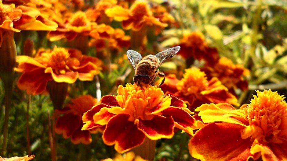 Цветочное поле с пчелами