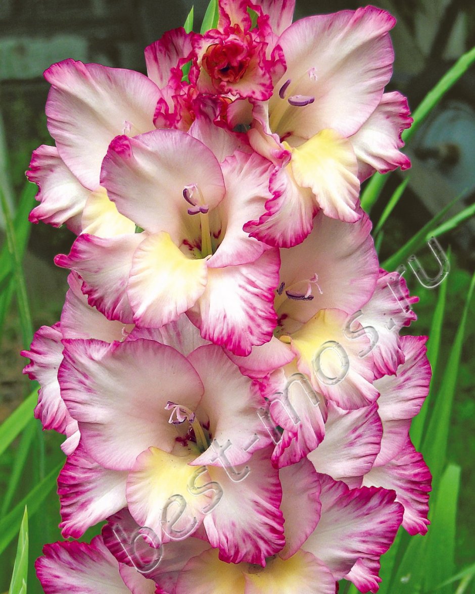 Гладиолус крупноцветковый Присцилла