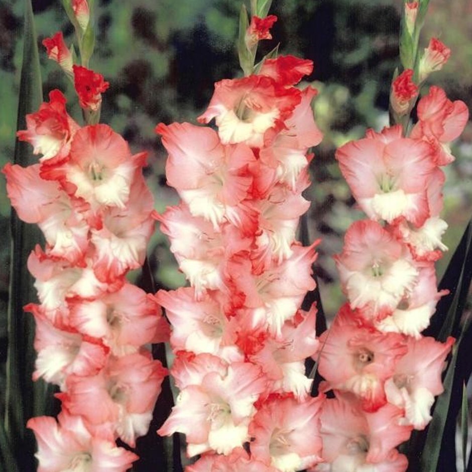 Гладиолус крупноцветковый "Дольче Вита