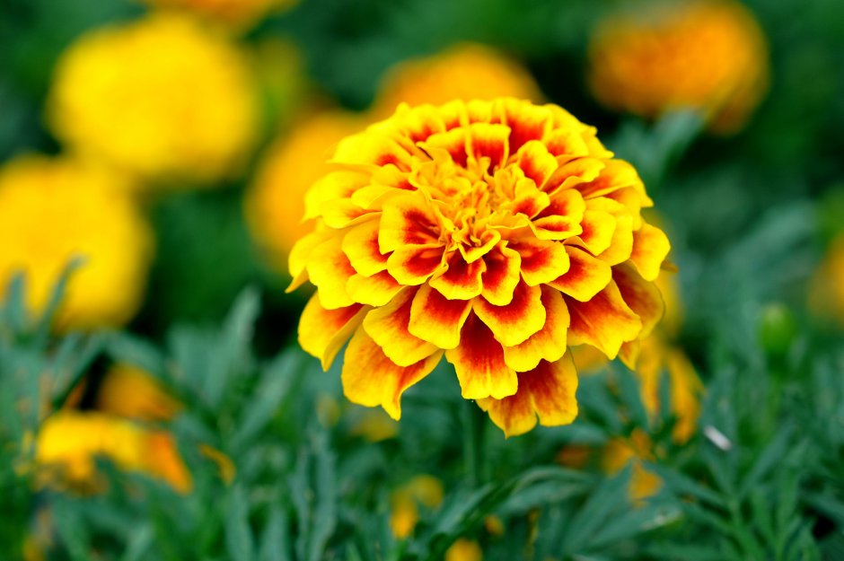 Желтые цветы бархатцы