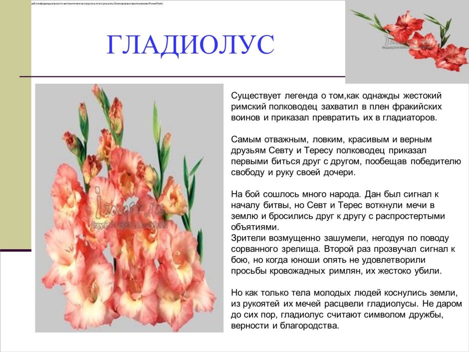 Гладиолус Легенда о цветке для детей