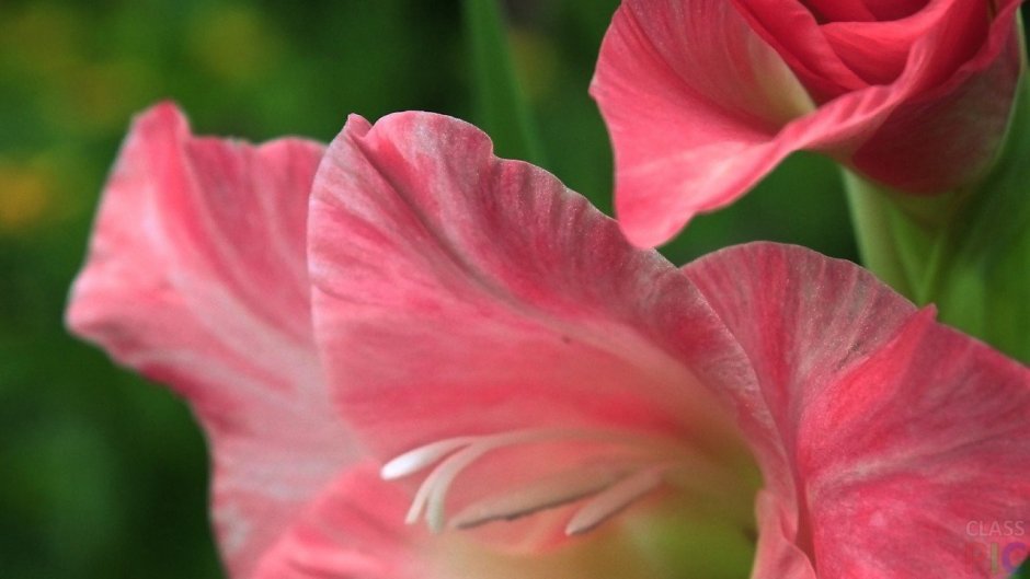 Гладиолус розовая бабочка