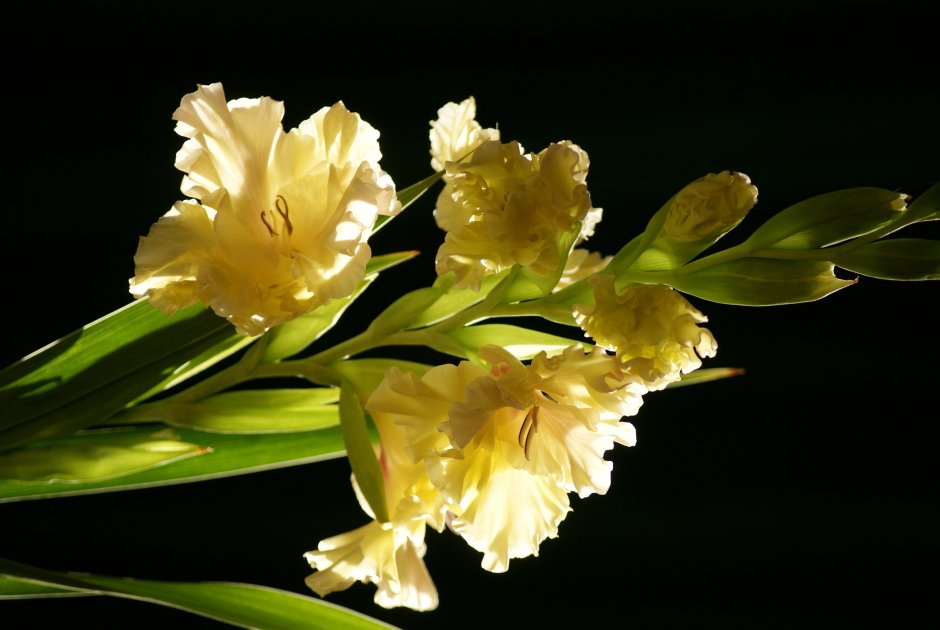 Цветок Гладиолус желтый