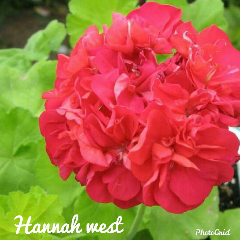 Hannah West герань