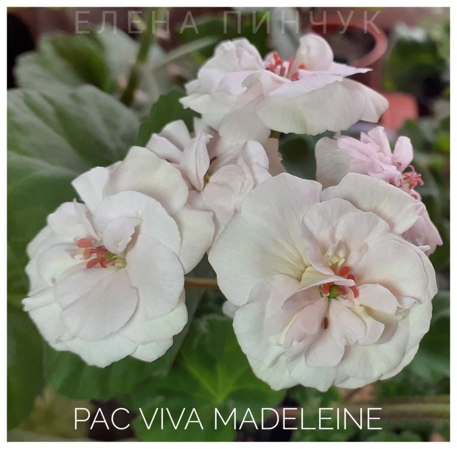 Pac Viva Madeleine (розов. Спорт Швеция