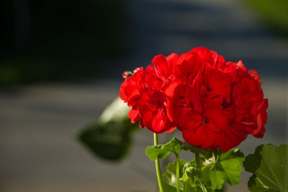 Красная герань – Red Geranium