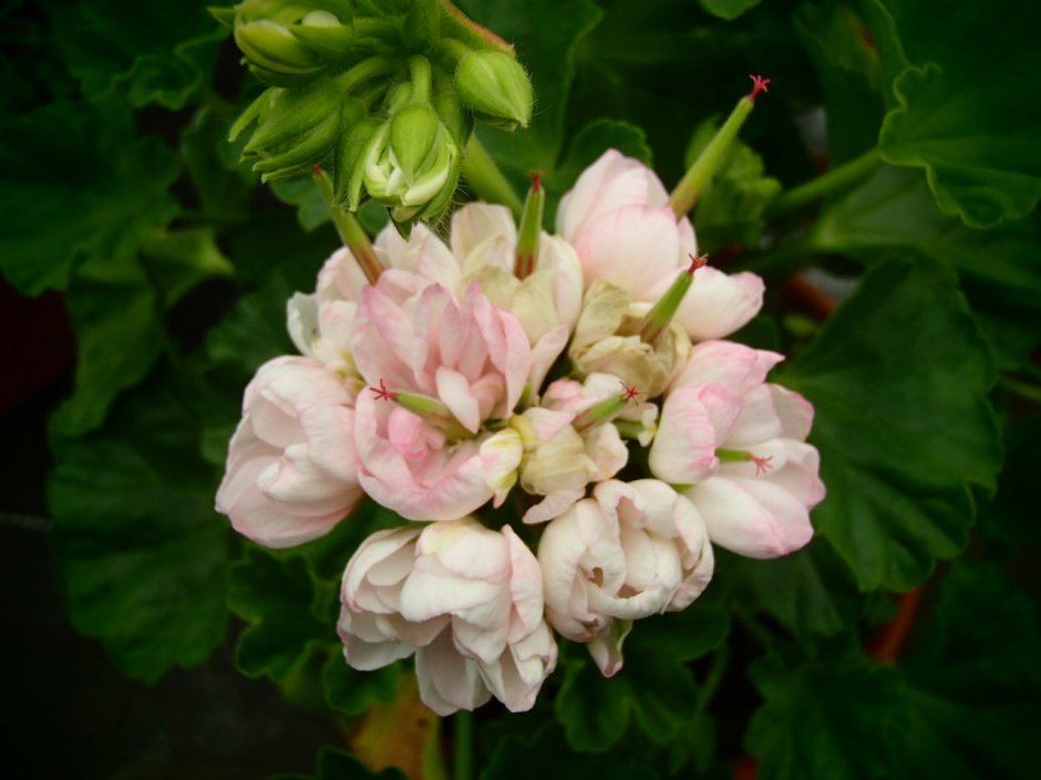 Марбака тюльпан пеларгония