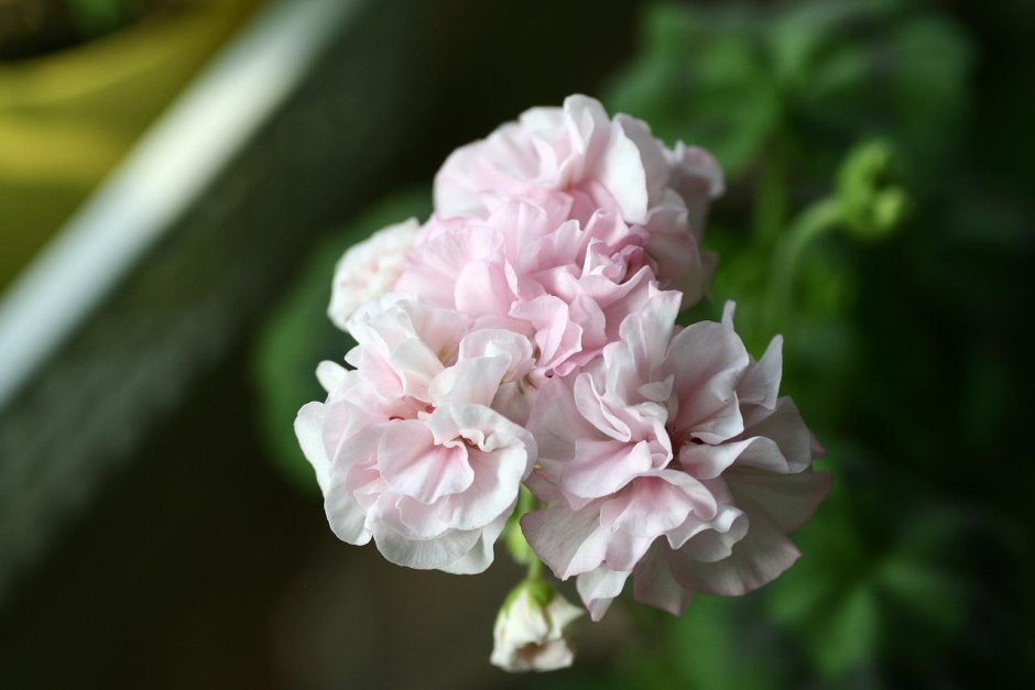 Пеларгония марбаска роуз