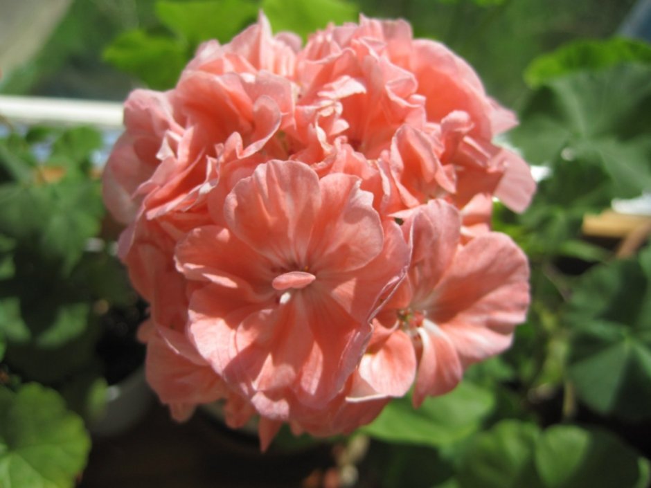 Marbacka Rose пеларгония