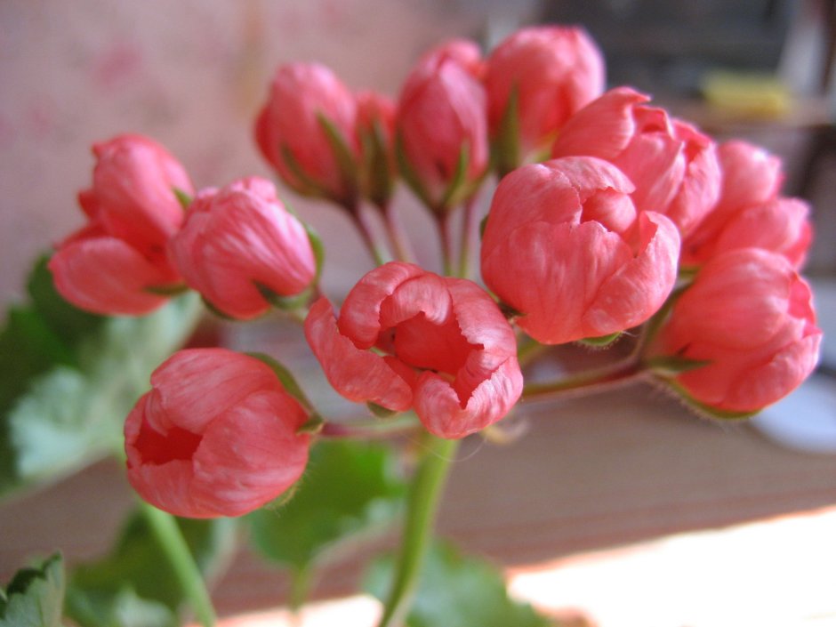10.Пеларгония Марбаска тюльпан