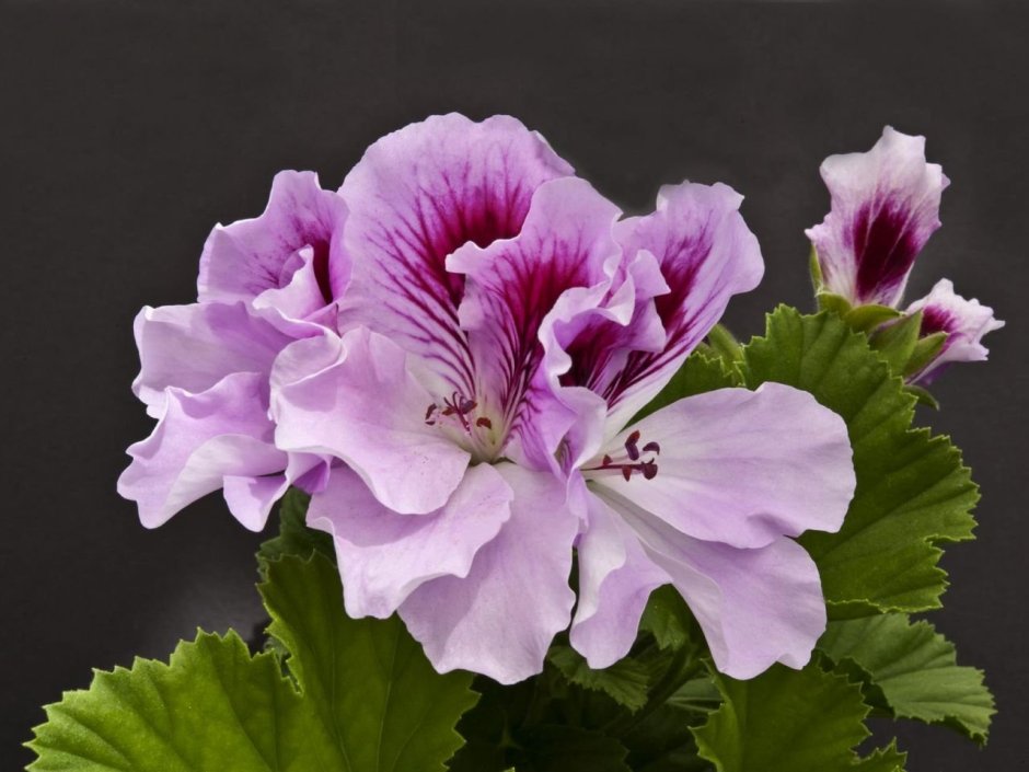 Пеларгония Королевская Lavendel
