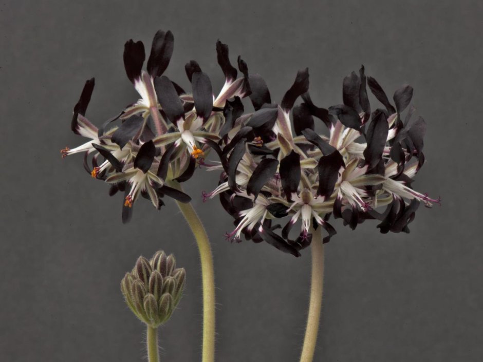Pelargonium auritum