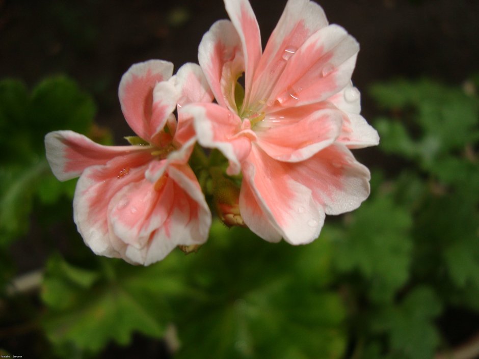 Пеларгония Таира Сибирская роза