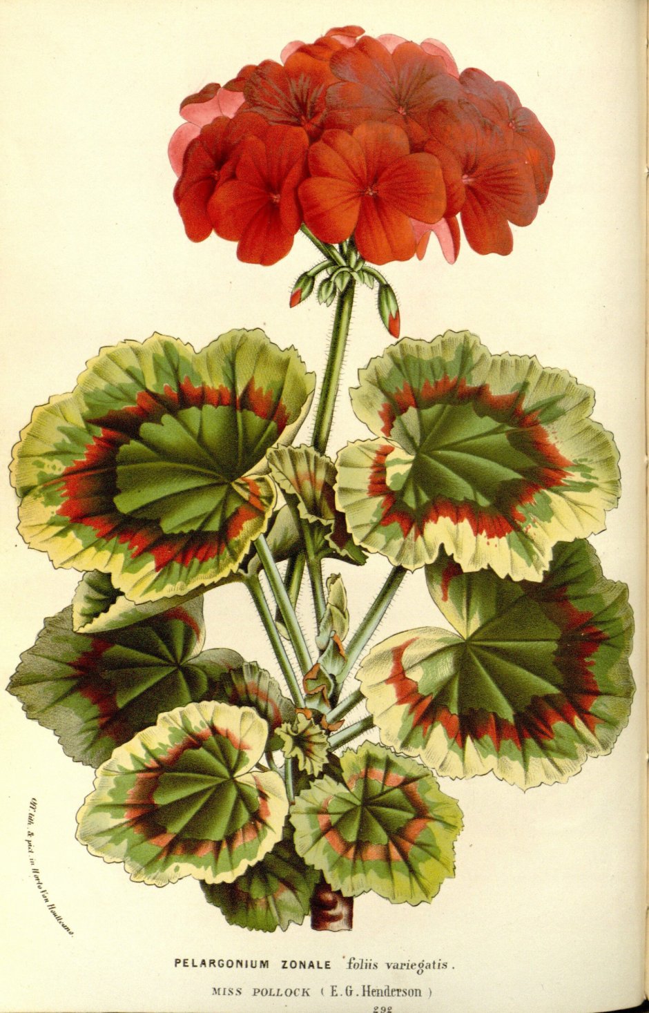 Пеларгония Ботаническая иллюстрация