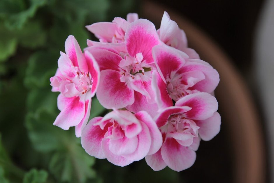 Pink Geranium пеларгония