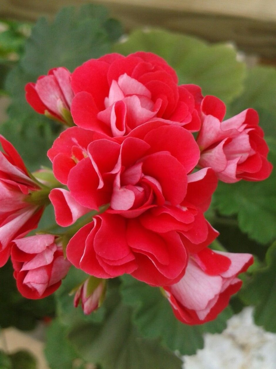Пеларгония розебуд ред