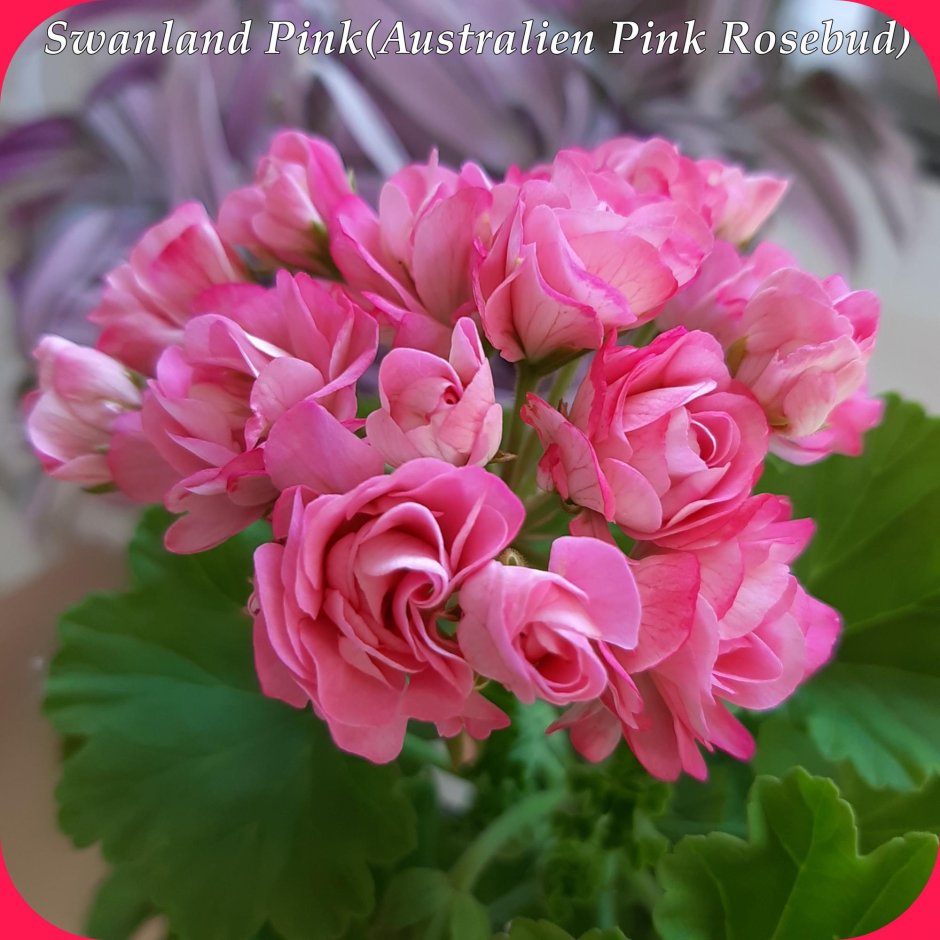 Swanland Pink/Australian Pink Rosebud пеларгония