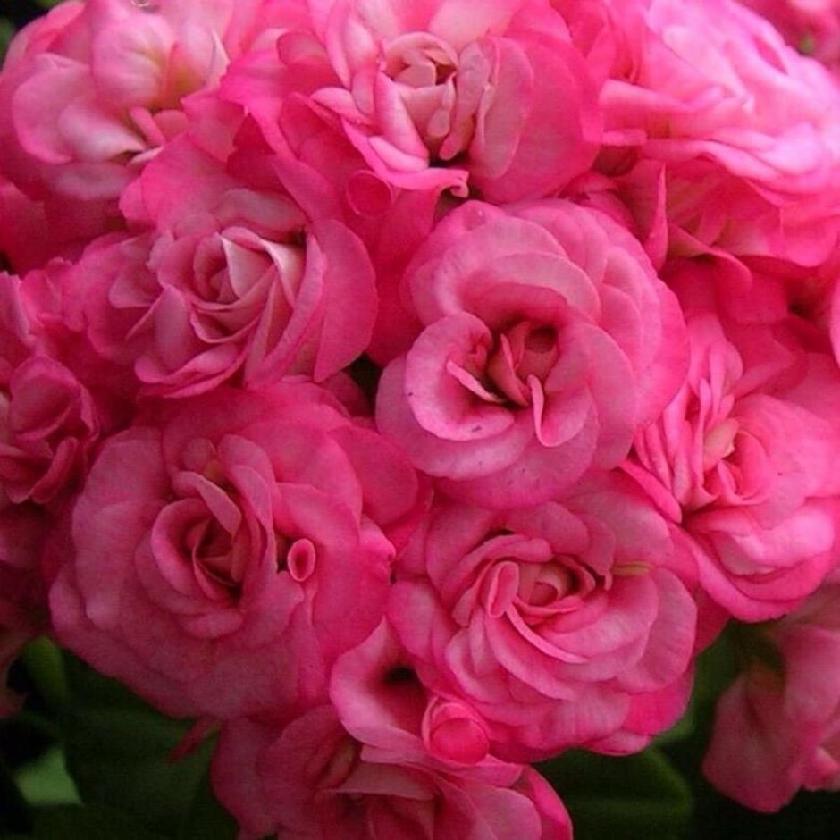 Пеларгония Grangers Antique Rose