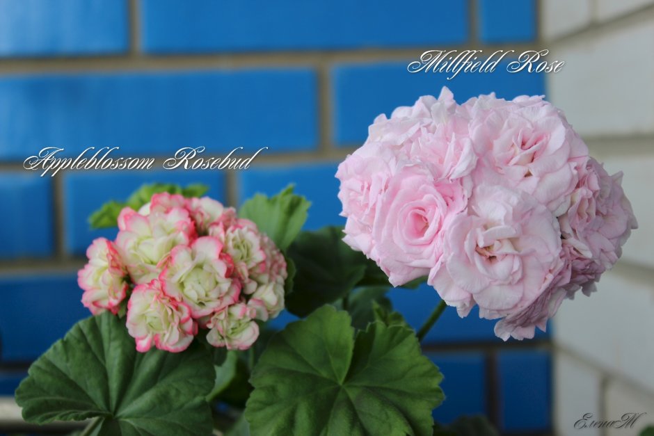 Пеларгония 343 Granger&#96;s Antique Rose (розебуд) 300