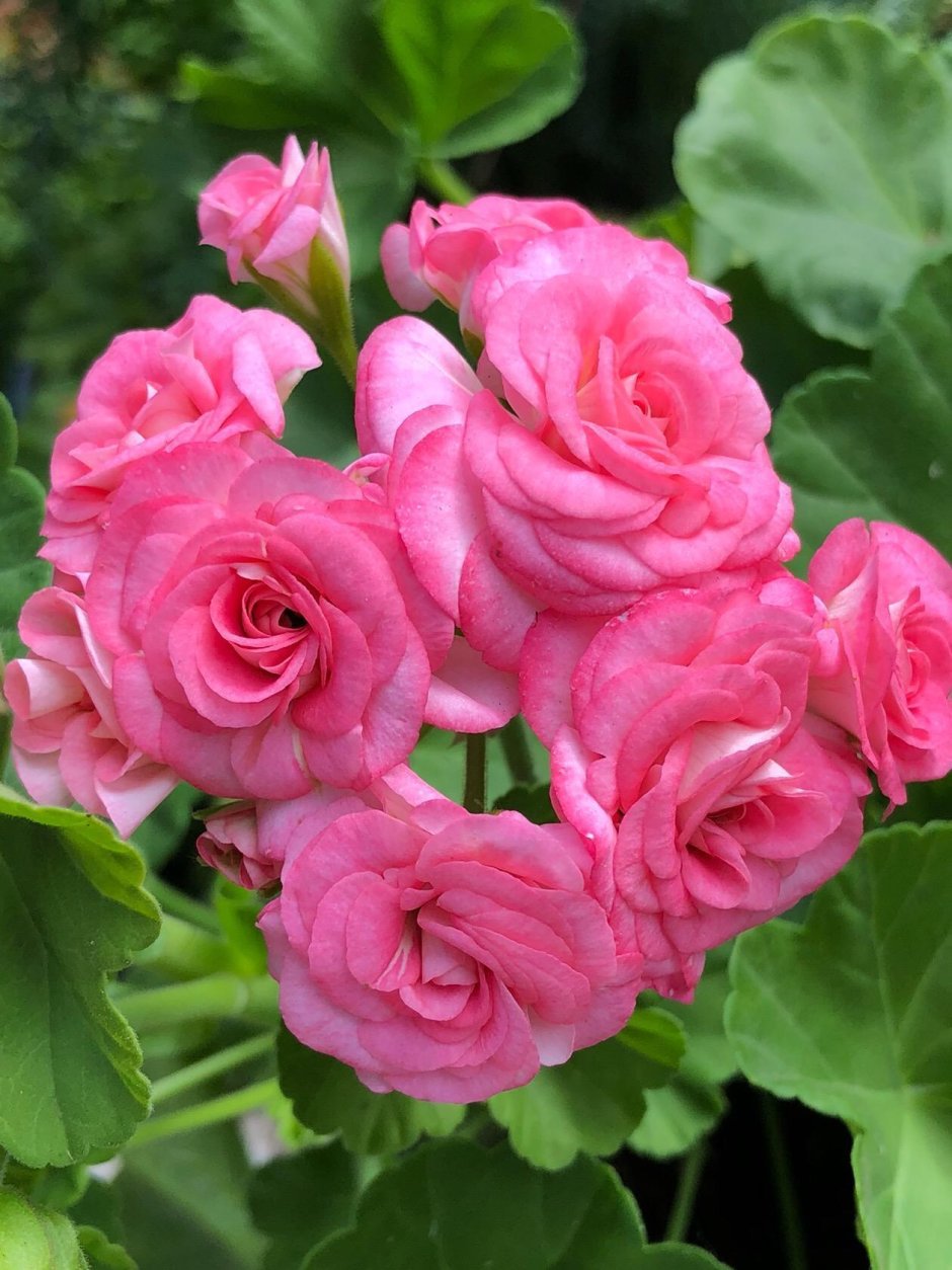 Пеларгония розебудная античная роза