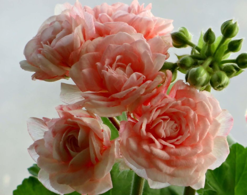 Пеларгония Таира Крымская роза
