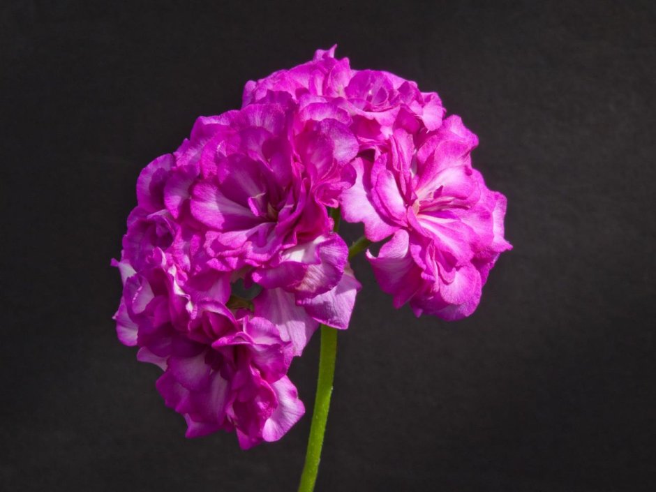 Pink Carnation пеларгония