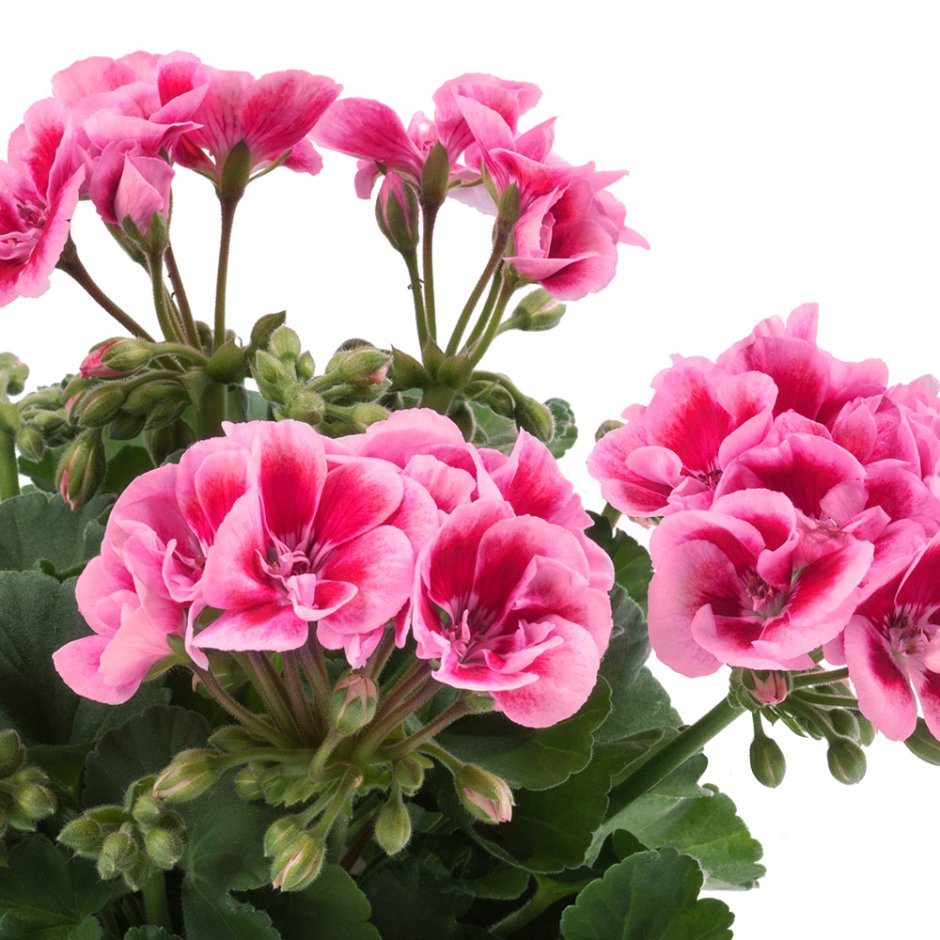 Пеларгония зональная «Flower Fairy Pink»
