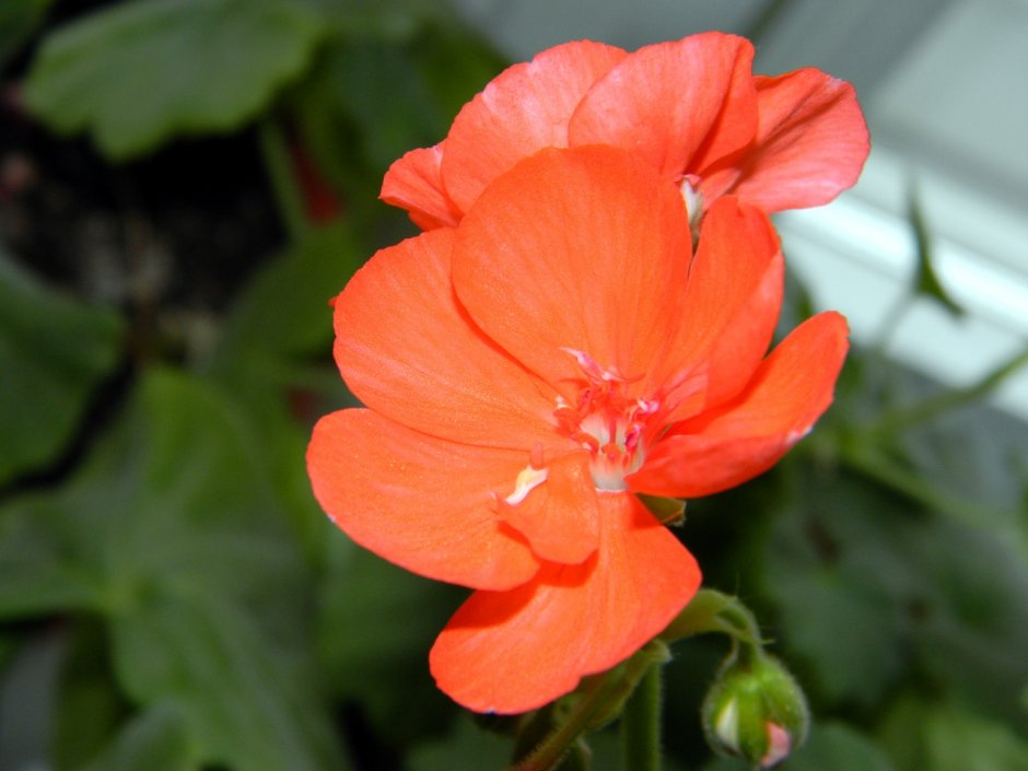 Пеларгония Рафаэлла f1 оранжевая