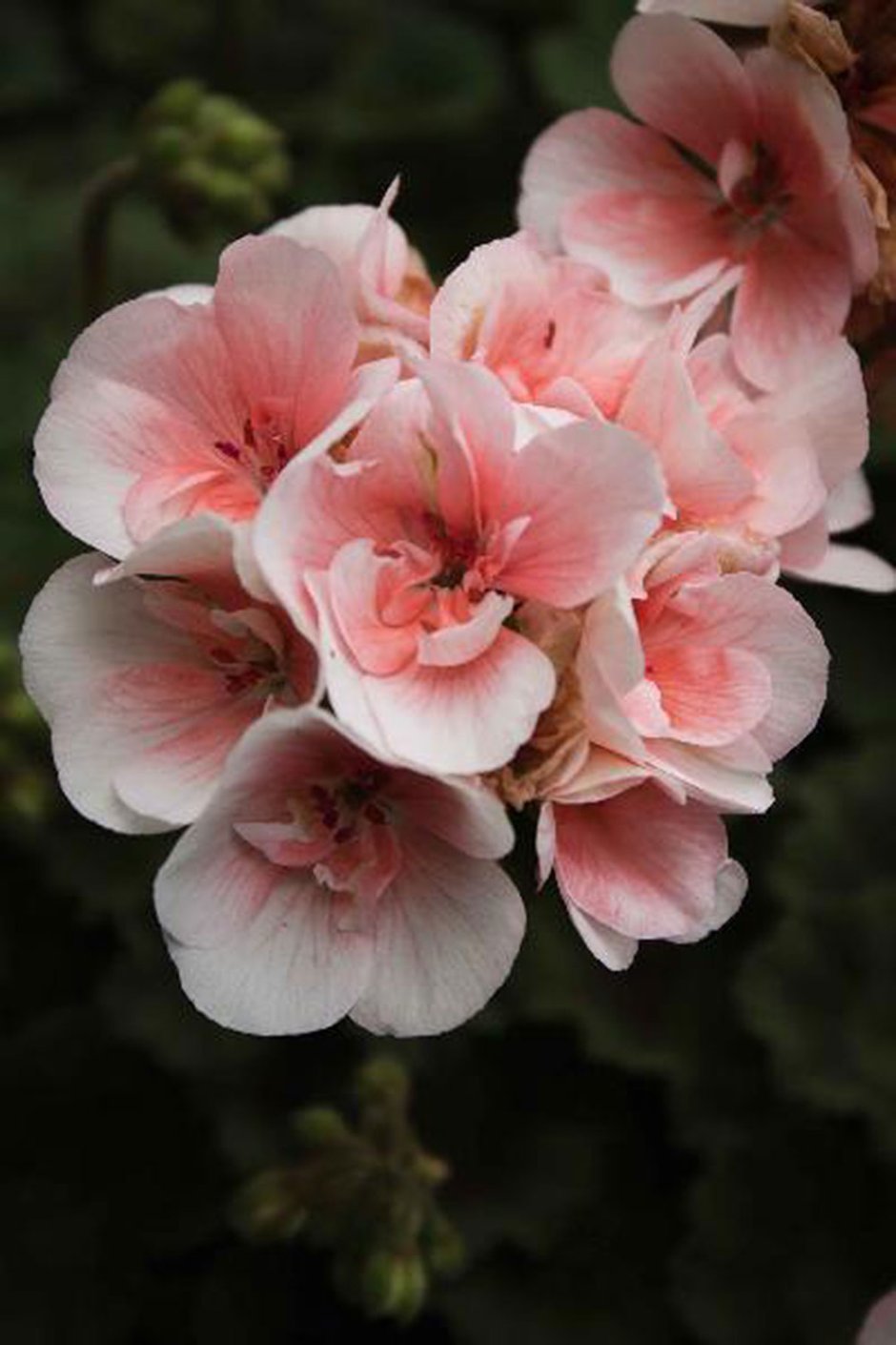 Пеларгония Grangers Antique Rose