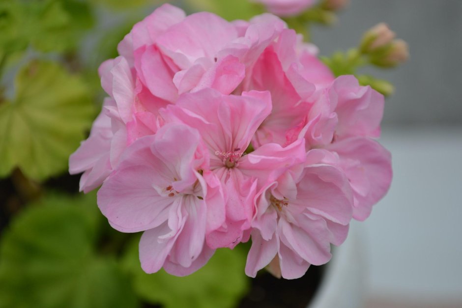 Пеларгония Brookside Rose