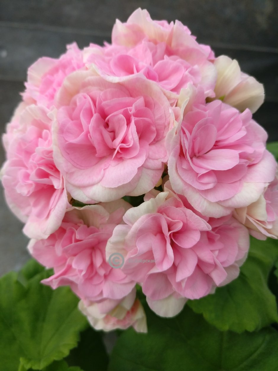 Пеларгония Shrivenham Rose