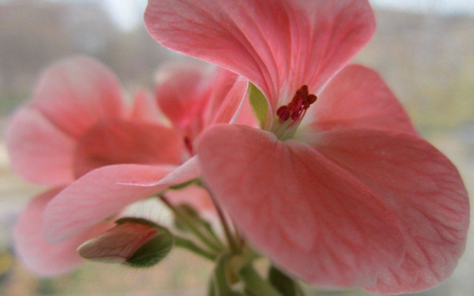 Пеларгония розовый Расцвет