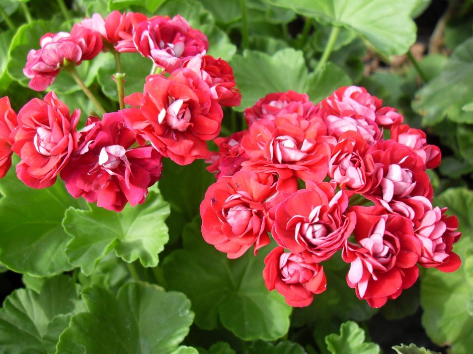 Пеларгония Scarlet Rosebud