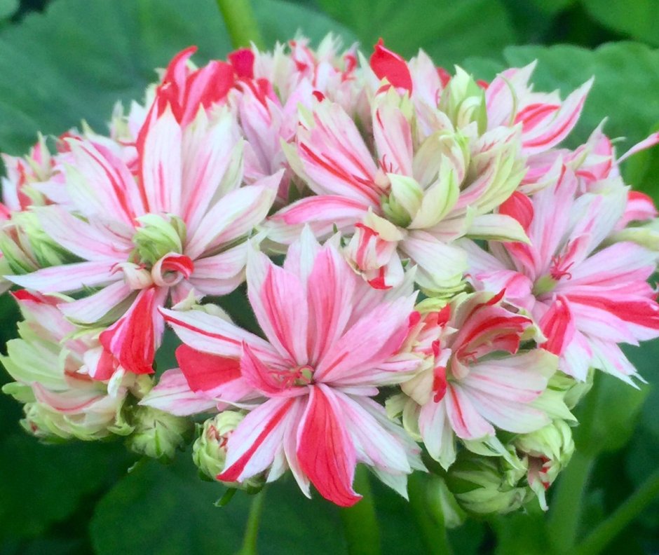 Пеларгония Bornholm pelargonia