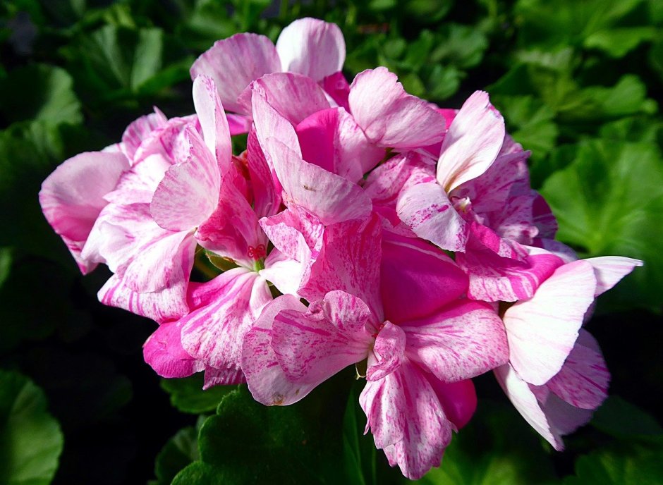Pink Geranium пеларгония