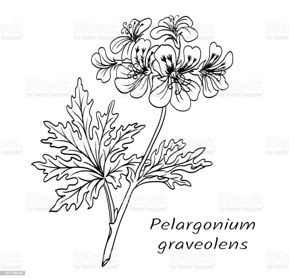 Пеларгония graveolens рисунок