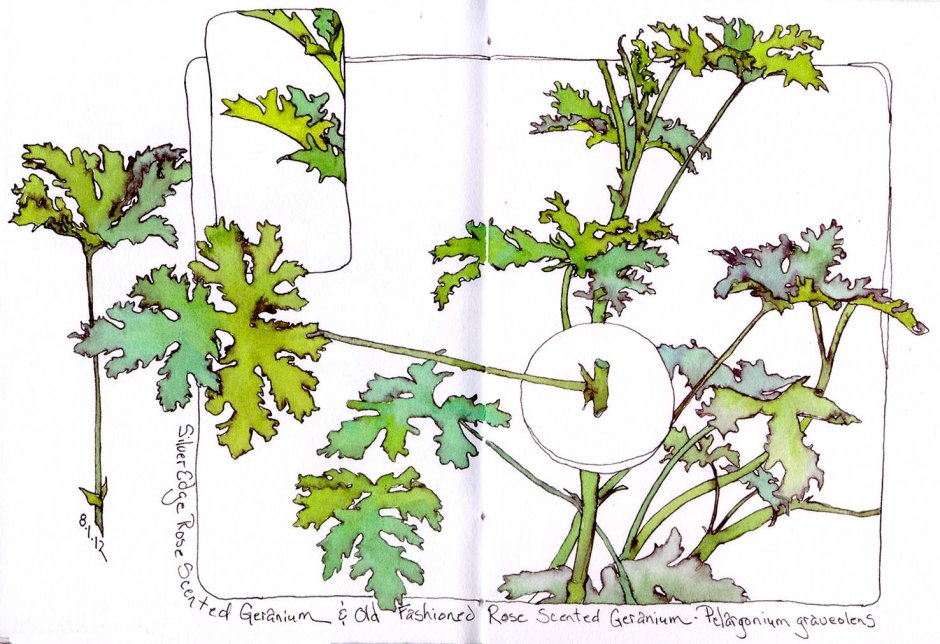 Pelargonium graveolens Ботаническая иллюстрация
