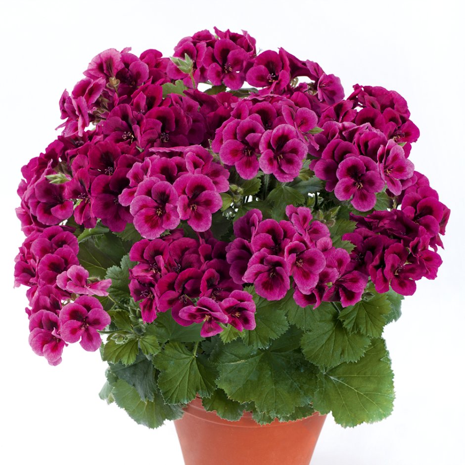 Королевская пеларгония Candy Flowers Violet