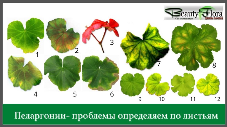 Классификация пеларгонии по листьям