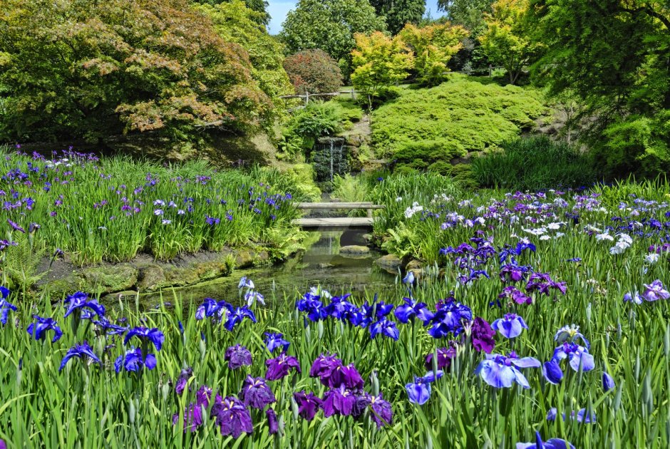 Ирисы японский Водный сад