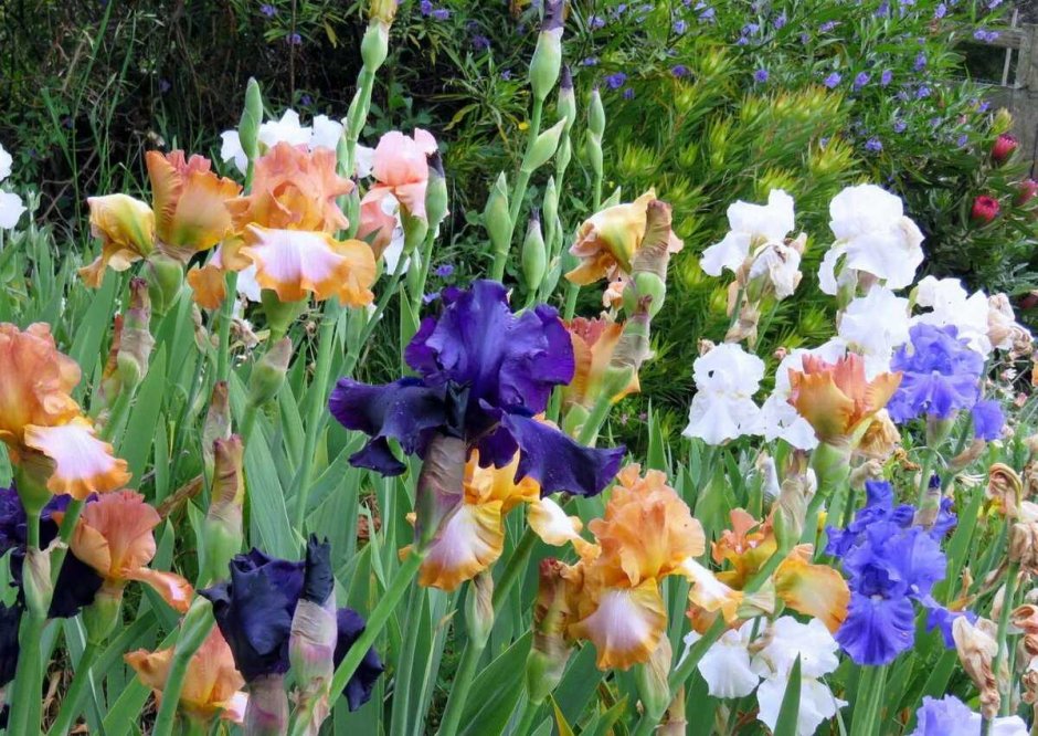 Ирис садовый (Iris Hybrid)