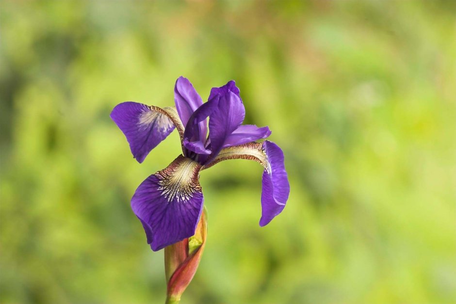 Цветы Ирис sibirica