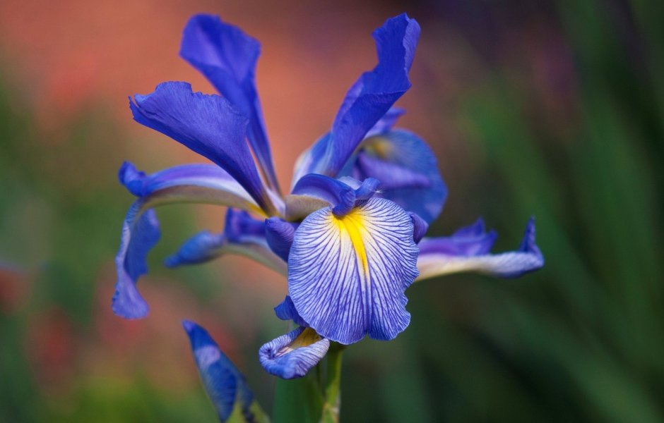 Голубой Ирис цветок