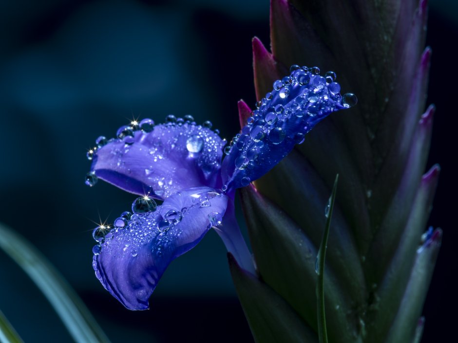 Синие цветы в росе