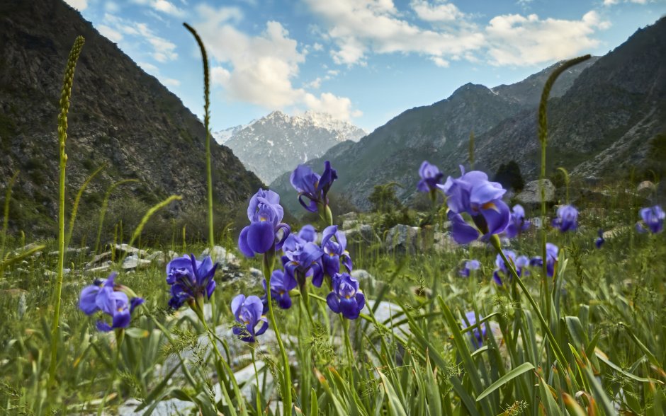 Цветы гор Варзоба Таджикистана