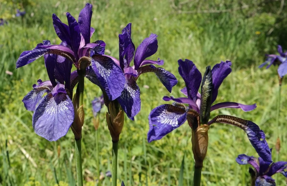 Ирис Сибирский Iris sibirica