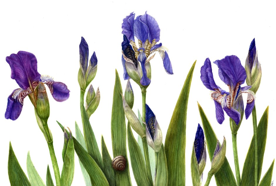 Ирис Альберта (Iris albertii)