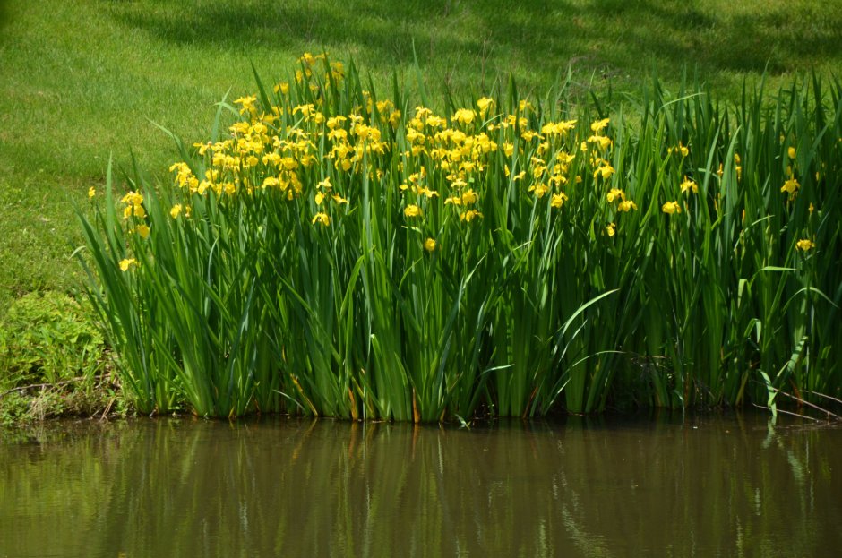 Iris pseudacorus Ирис желтый