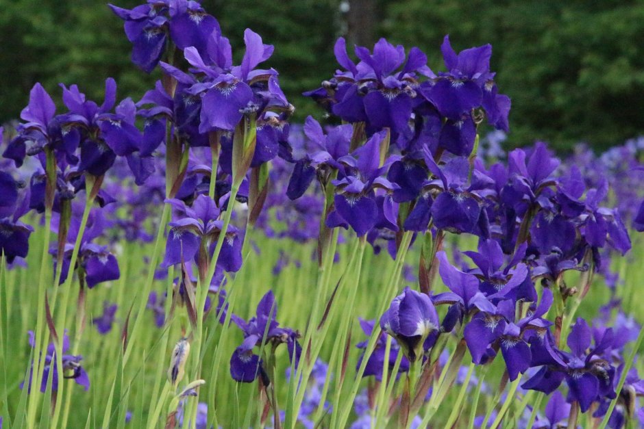 Ирис болотный фиолетовый