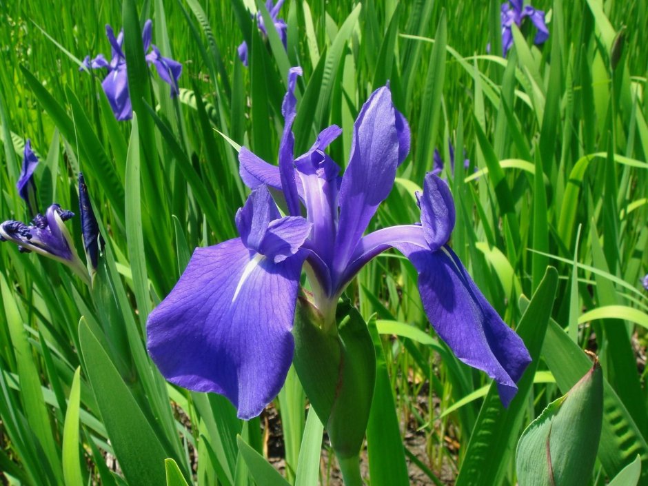 Ирис гладкий Iris laevigata